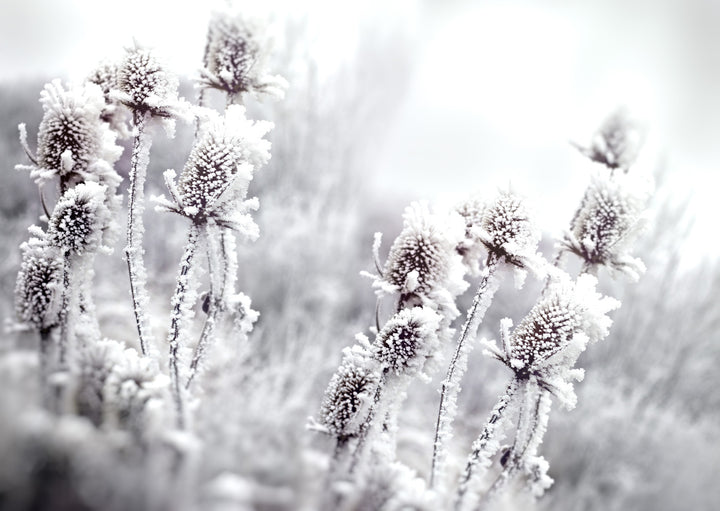 Poster - Blossom In The Snow