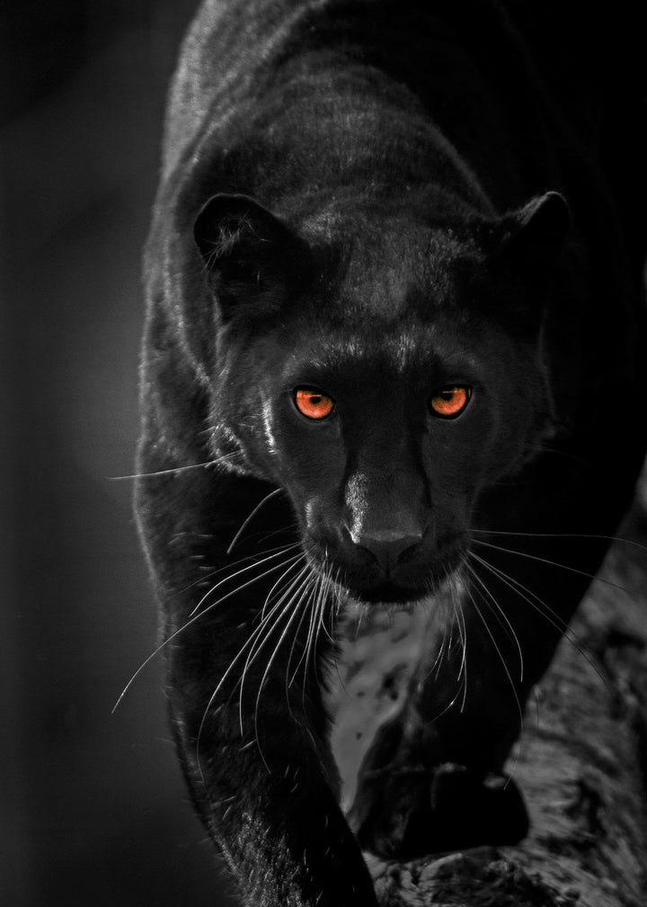 Poster - Hunter