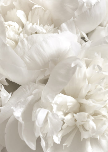 Canvastavla - White Peonies (100x150)