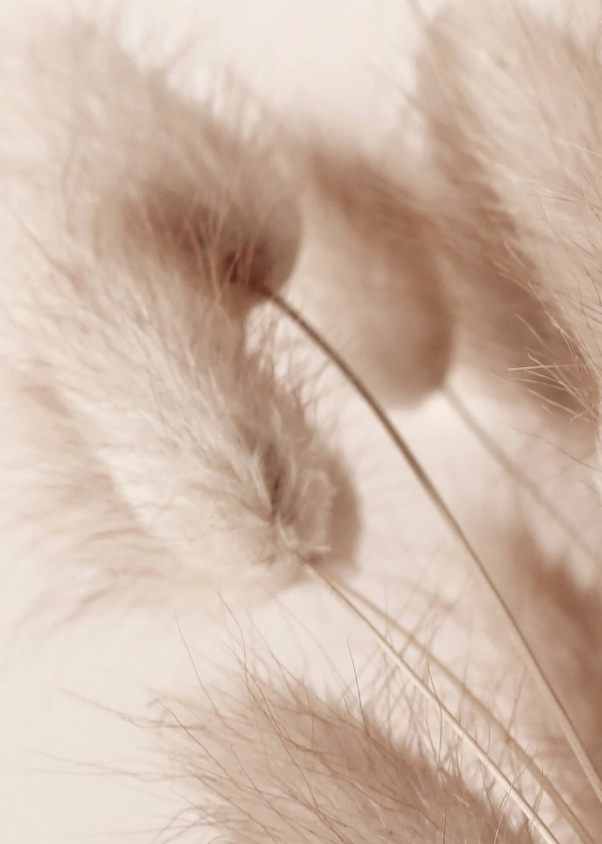 Canvastavla - Soft Pampas No2 (50x70)