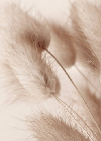 Canvastavla - Soft Pampas No2 (50x70)