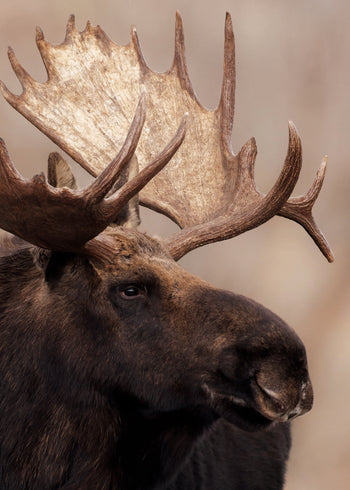 Canvastavla - Moose Moment (50x70)