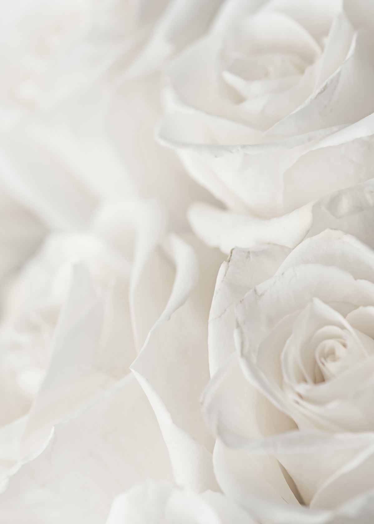 Canvastavla - Charming Roses (50x70)