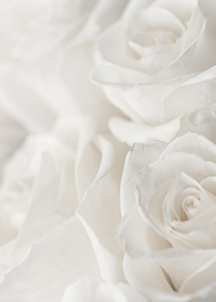 Canvastavla - Charming Roses (50x70)