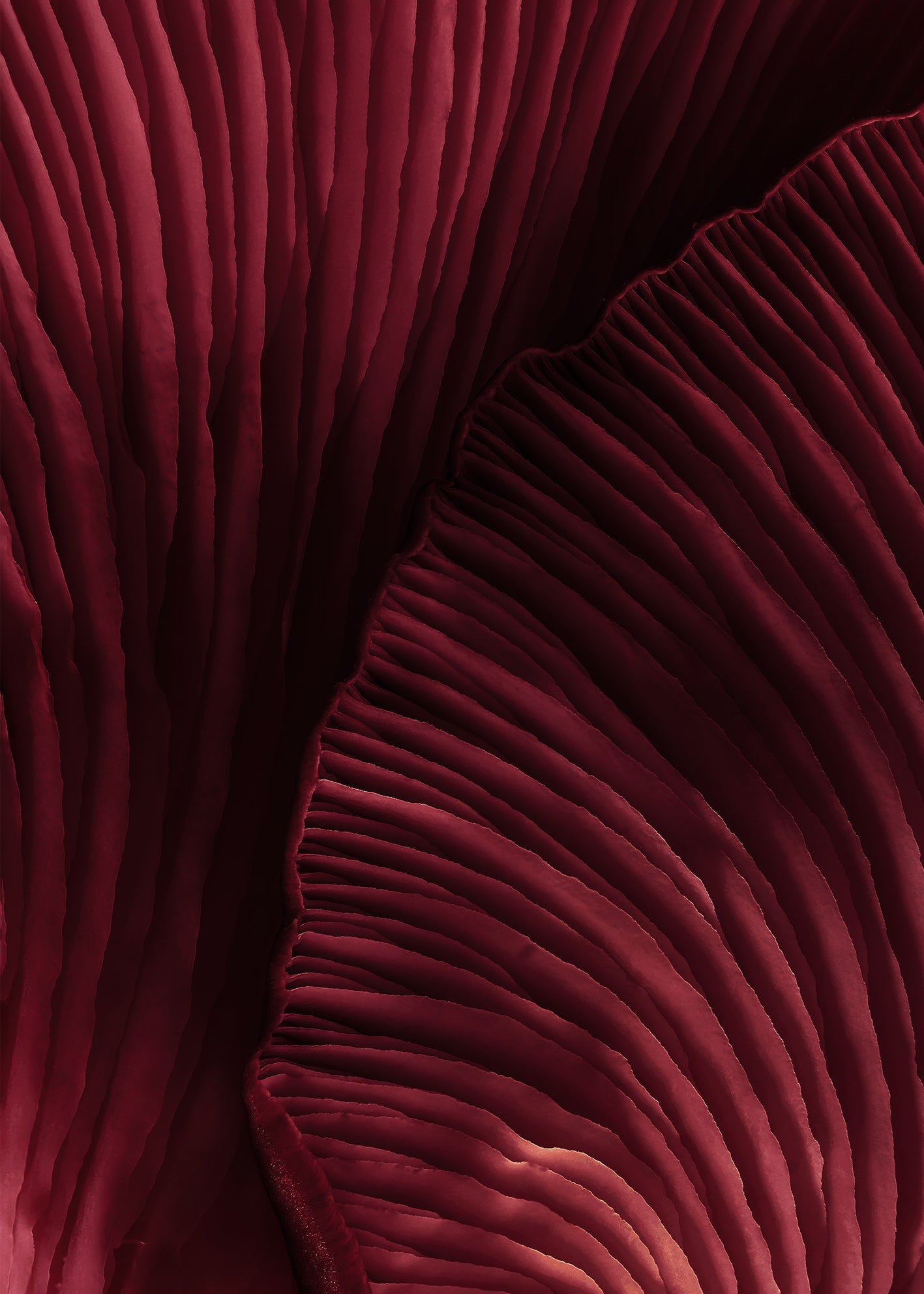 Canvastavla - Viva Magenta (50x70)