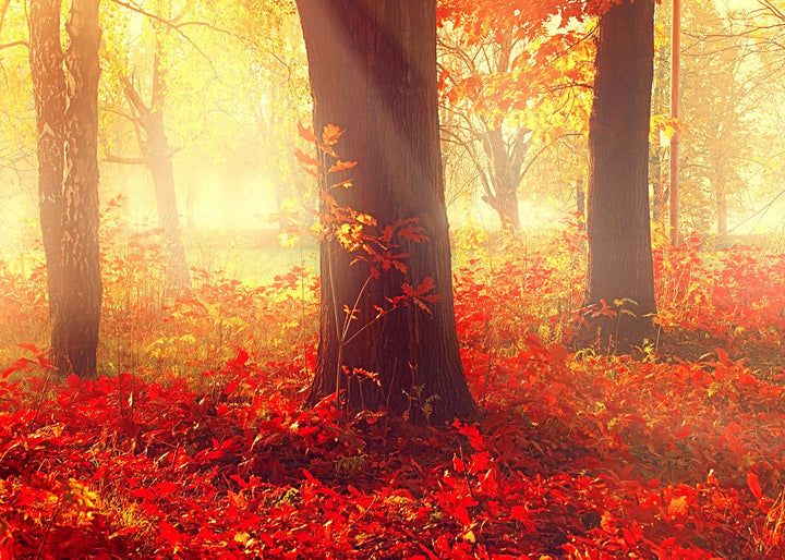 Canvastavla - Autumn morning