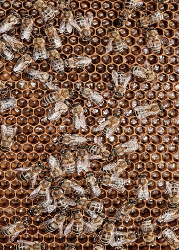Ljuddämpande tavla - Honey