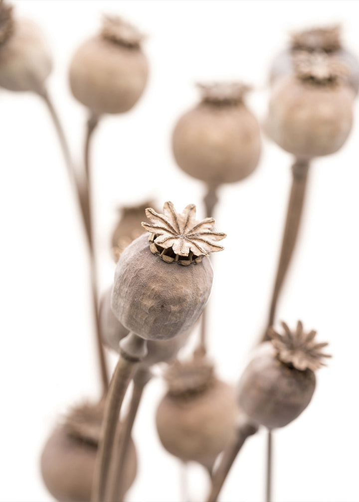Poster - Dry poppy