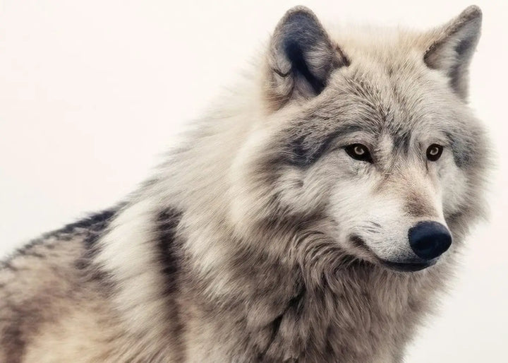 Leinwandbild - Grey Wolf